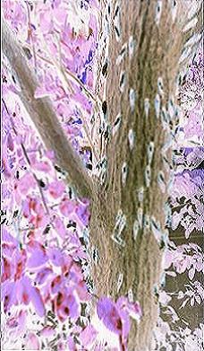 cicadas1999.jpg