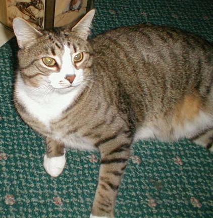 misterianpawsmay03.jpg