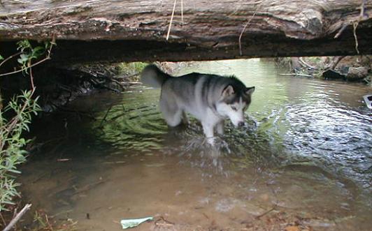toguncreek03edit.jpg